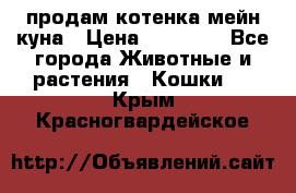 продам котенка мейн-куна › Цена ­ 35 000 - Все города Животные и растения » Кошки   . Крым,Красногвардейское